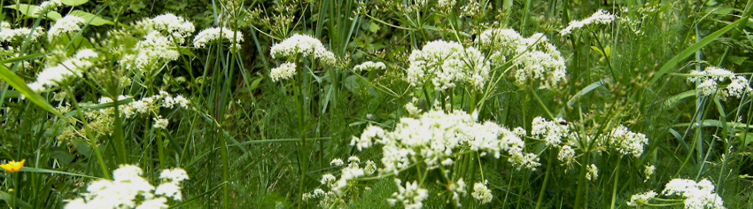 Narzissenwiesen im Sommer