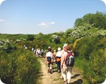 Ginster auf der Dreiborner Hochfl�che