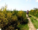 Ginsterbl�te auf der Dreiborner Hochfl�che