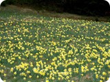 Die wildwachsende gelbe Narzisse ist die Stammpflanze der Osterglocken, die in Parks und Grten zu finden ist
