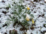 Die ersten Narzissen im Schnee