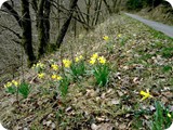 Die ersten Narzissen am sdlichen Wegesrand