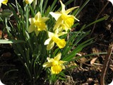 Gelbe Narzisse - Narcissus pseude-narzissus