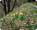 Narzissen im Perlenbach