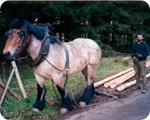 Naturschonende Holzabfuhr, kein Verdichten des Bodens durch die 
schweren Maschinen
