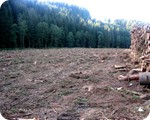 Renaturierungsmassnahmen im Perlenbachtal
Durch das Entfernen der Fichten kehrt die Natur zurck
