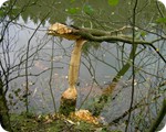 Vom Biber gefllter Baum mit den typischen Nagespuren