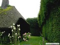 Strohgedecktes Reet- Haus mit Schutzhecke - der untere Teil der Hecke wurde bereits geschnitten -