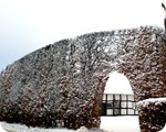 Schutzhecke im Winter