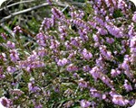 Besenheide - sie ist eine prägende Pflanzenart der Heidelandschaft